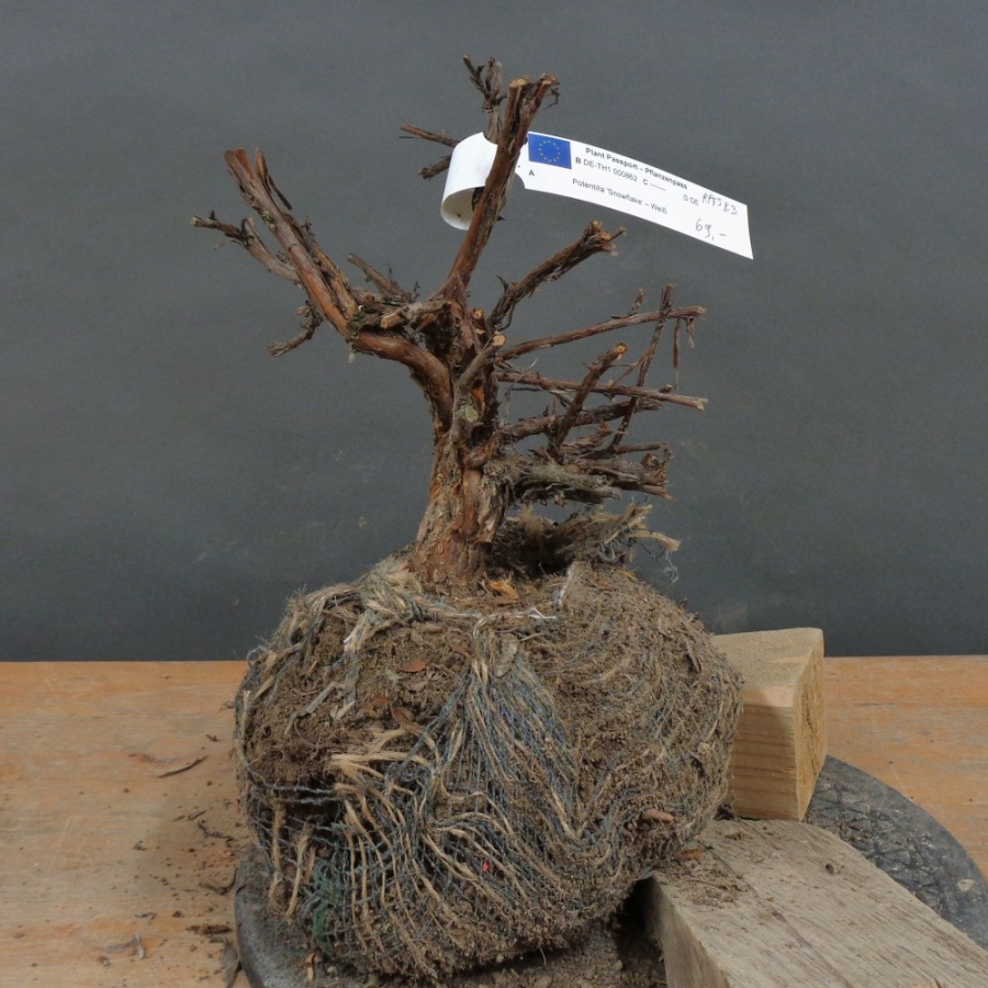 Potentilla, Fingerstrauch, Bonsai